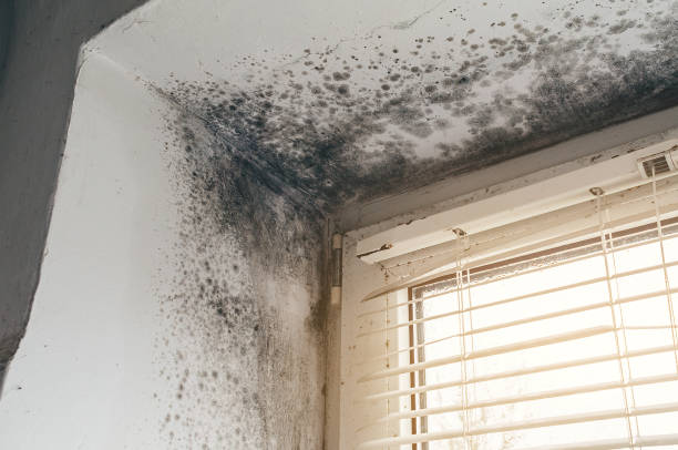 Trusted Black Mold Removal service in Marne, MI - Cheap Mold Removal